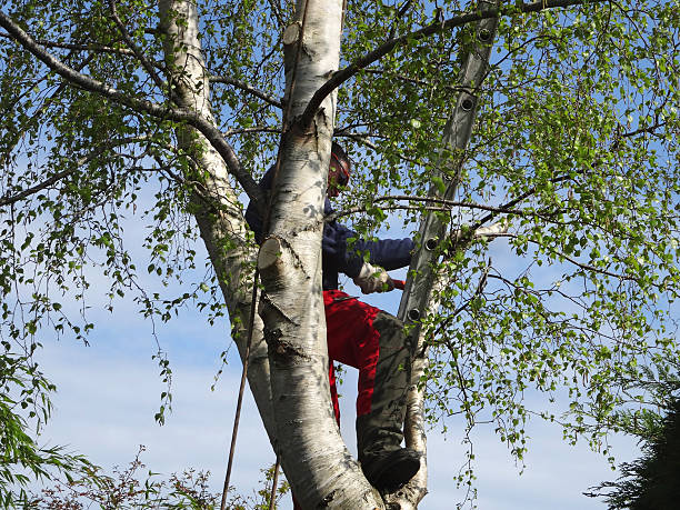 Trusted Statesboro, GA Tree Services Experts